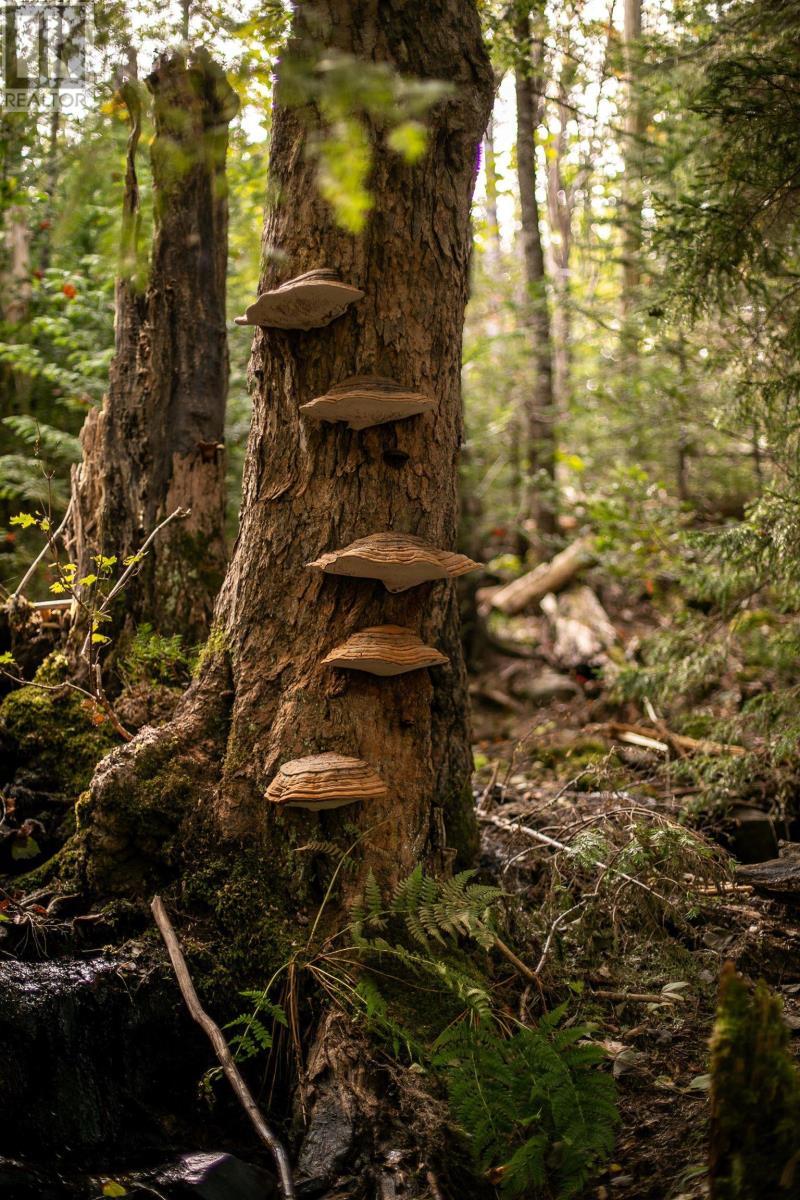 Lot 7 Stamping Mill Lane, Chester Basin, Nova Scotia  B0J 1K0 - Photo 14 - 202321082