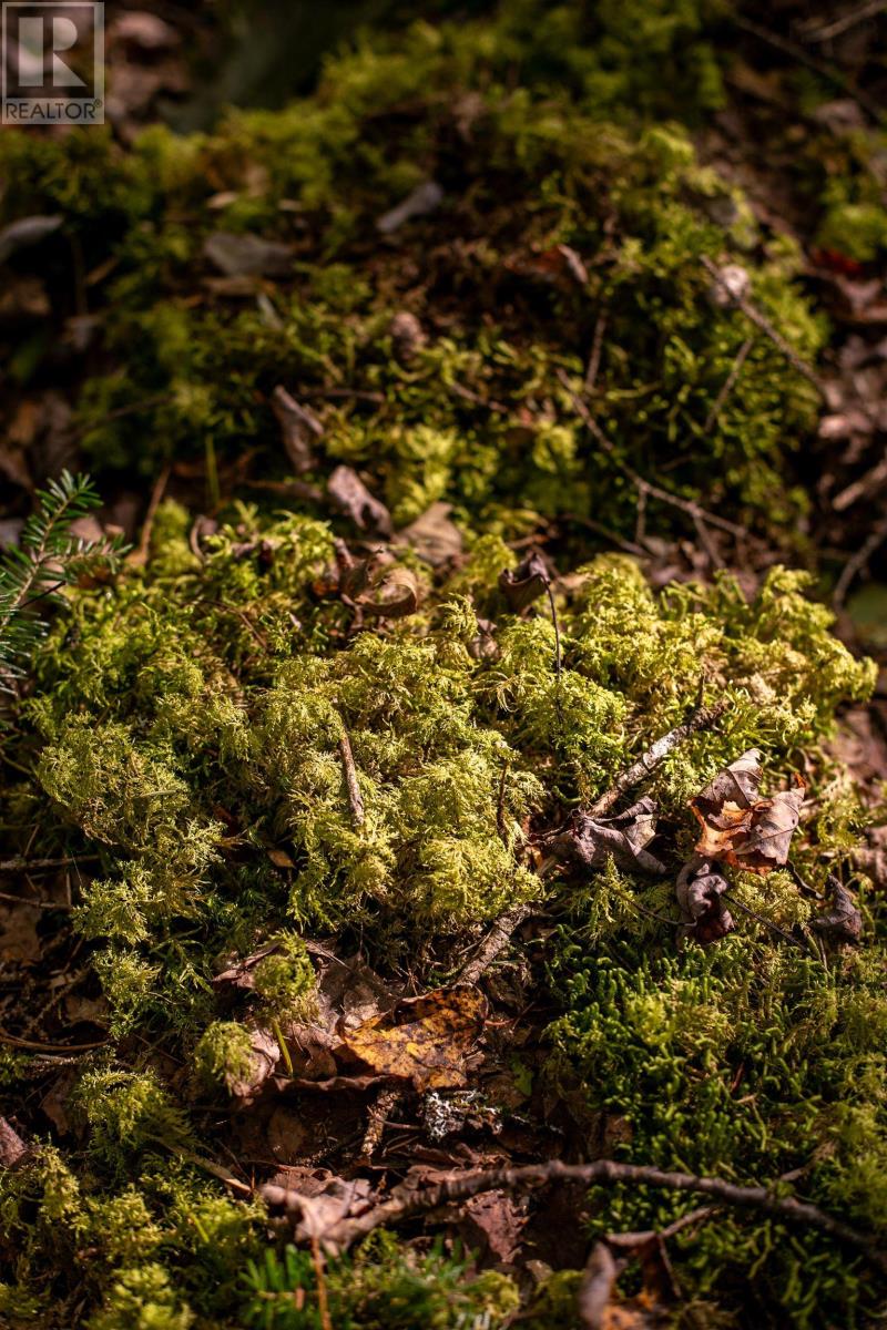 Lot 3 Stamping Mill Lane, Chester Basin, Nova Scotia  B0J 1K0 - Photo 9 - 202321085