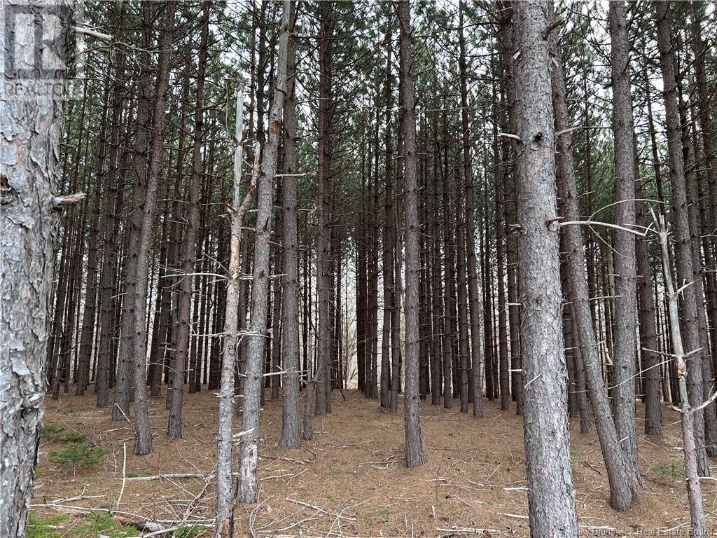 Lot 1 Kelly Road, Coles Island, New Brunswick  E4C 0B4 - Photo 2 - NB107187