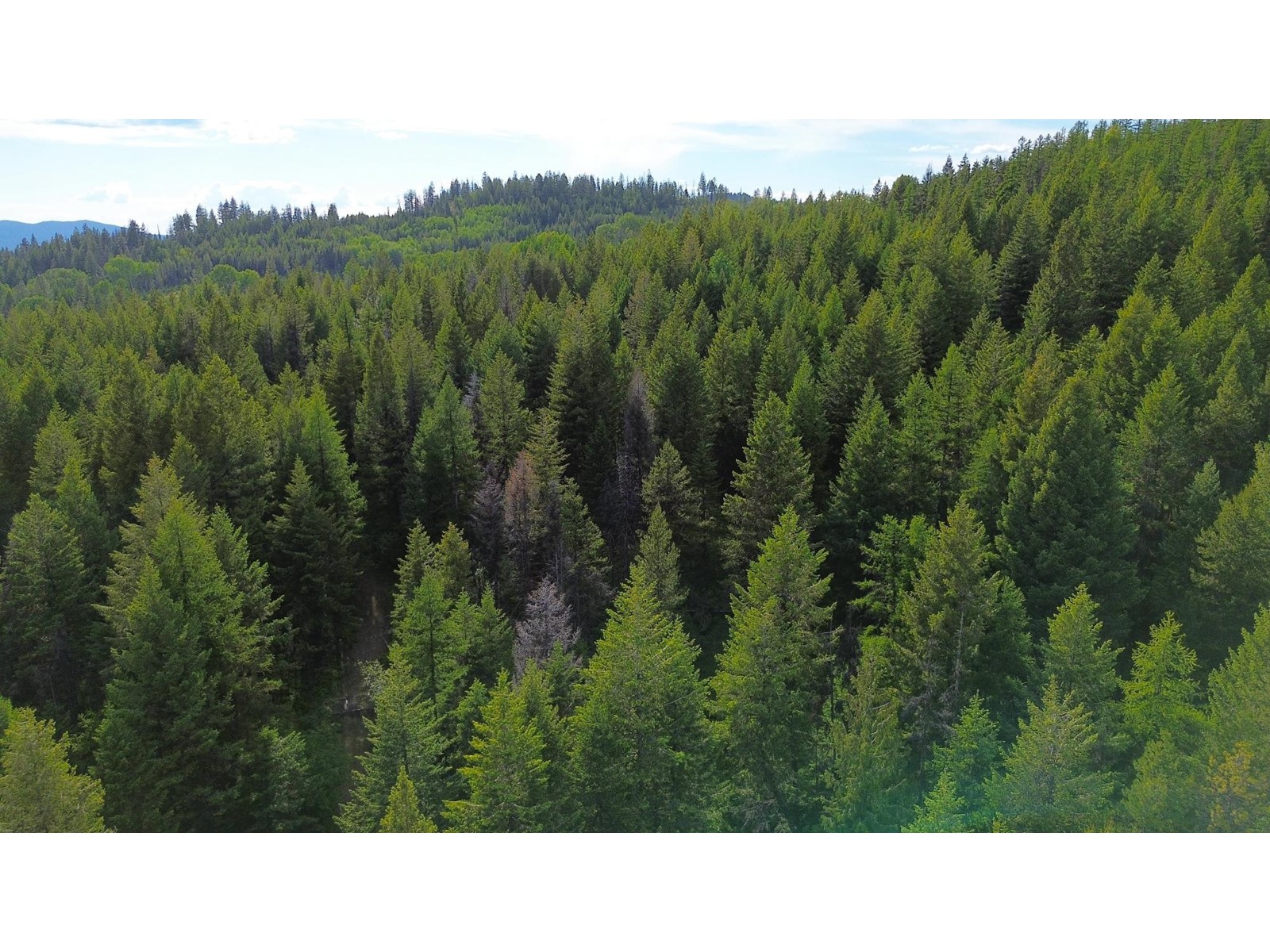 Lot 1827s Morrissey Creek Rd, Grand Forks, British Columbia  V0H 1H0 - Photo 5 - 2477885