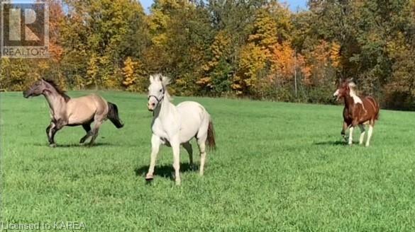 4902 Petworth Road, Harrowsmith, Ontario  K0H 1V0 - Photo 39 - 40639638