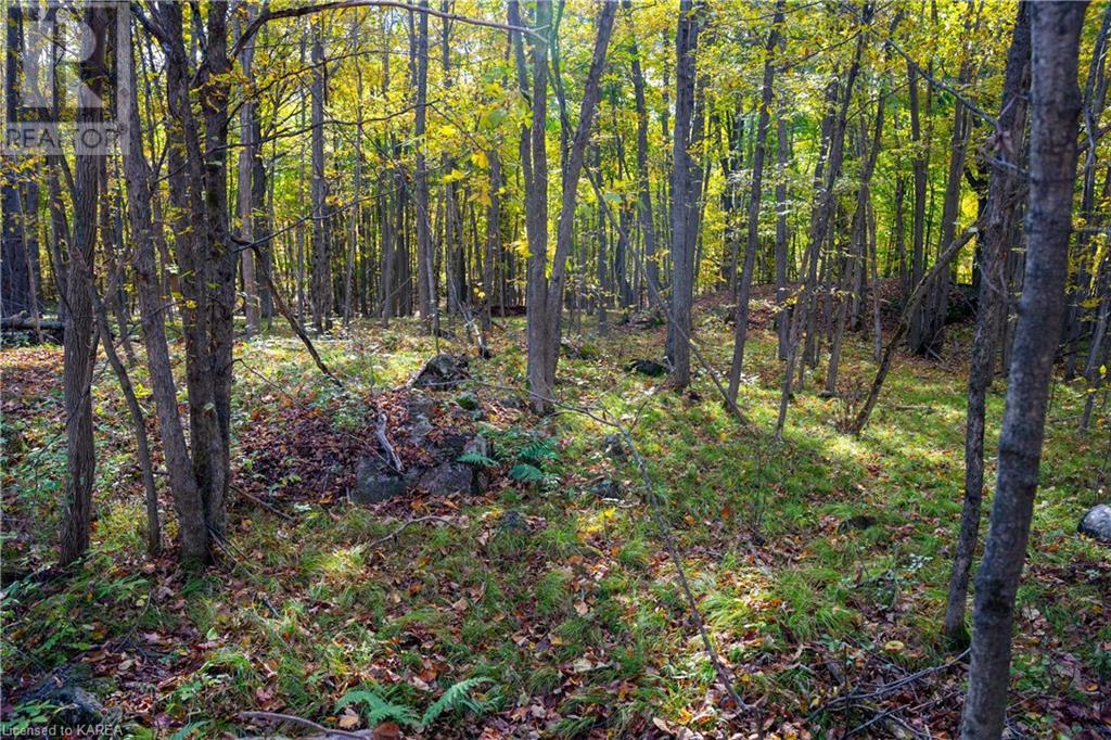 Lt 12 & 13 Devil Lake Road, South Frontenac, Ontario  K0G 1X0 - Photo 17 - 40661793