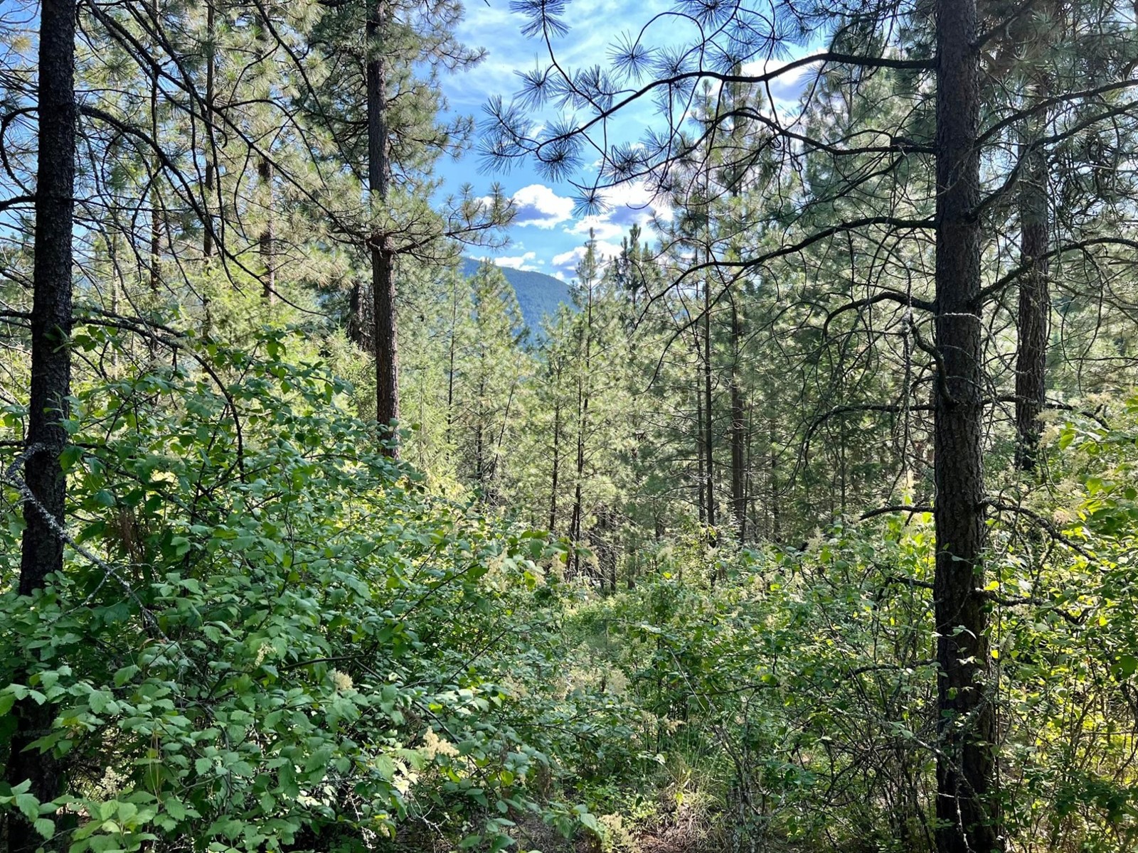 Lot 11 Evans Rd, Creston, British Columbia  V0B 1G7 - Photo 1 - 2480120