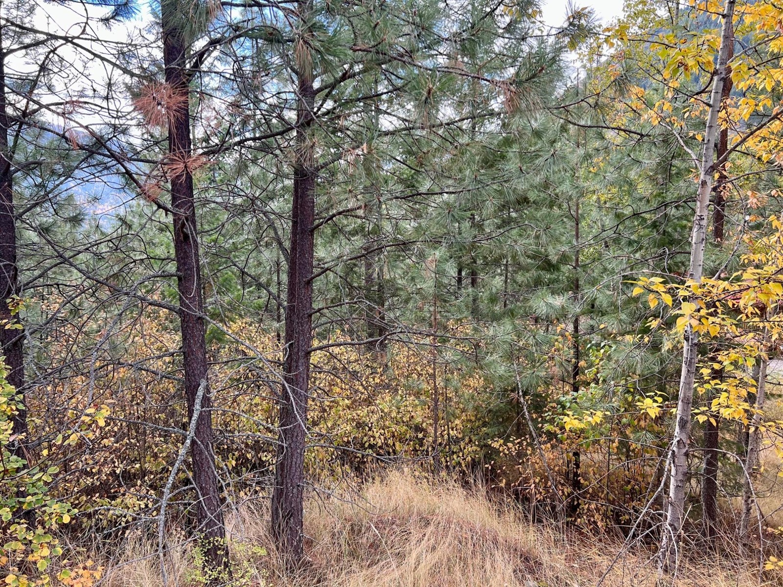 Lot 11 Evans Rd, Creston, British Columbia  V0B 1G7 - Photo 10 - 2480120