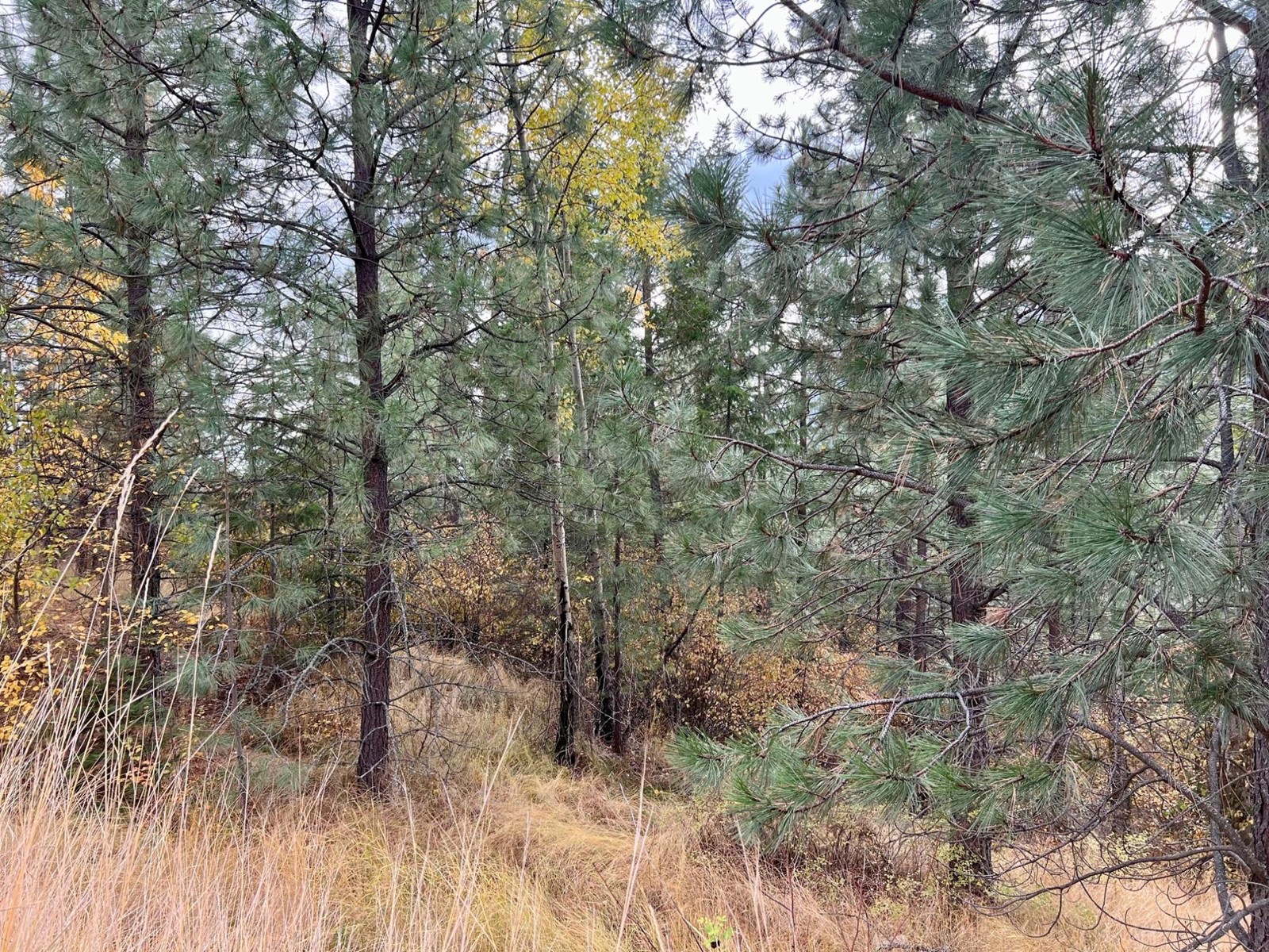 Lot 11 Evans Rd, Creston, British Columbia  V0B 1G7 - Photo 11 - 2480120