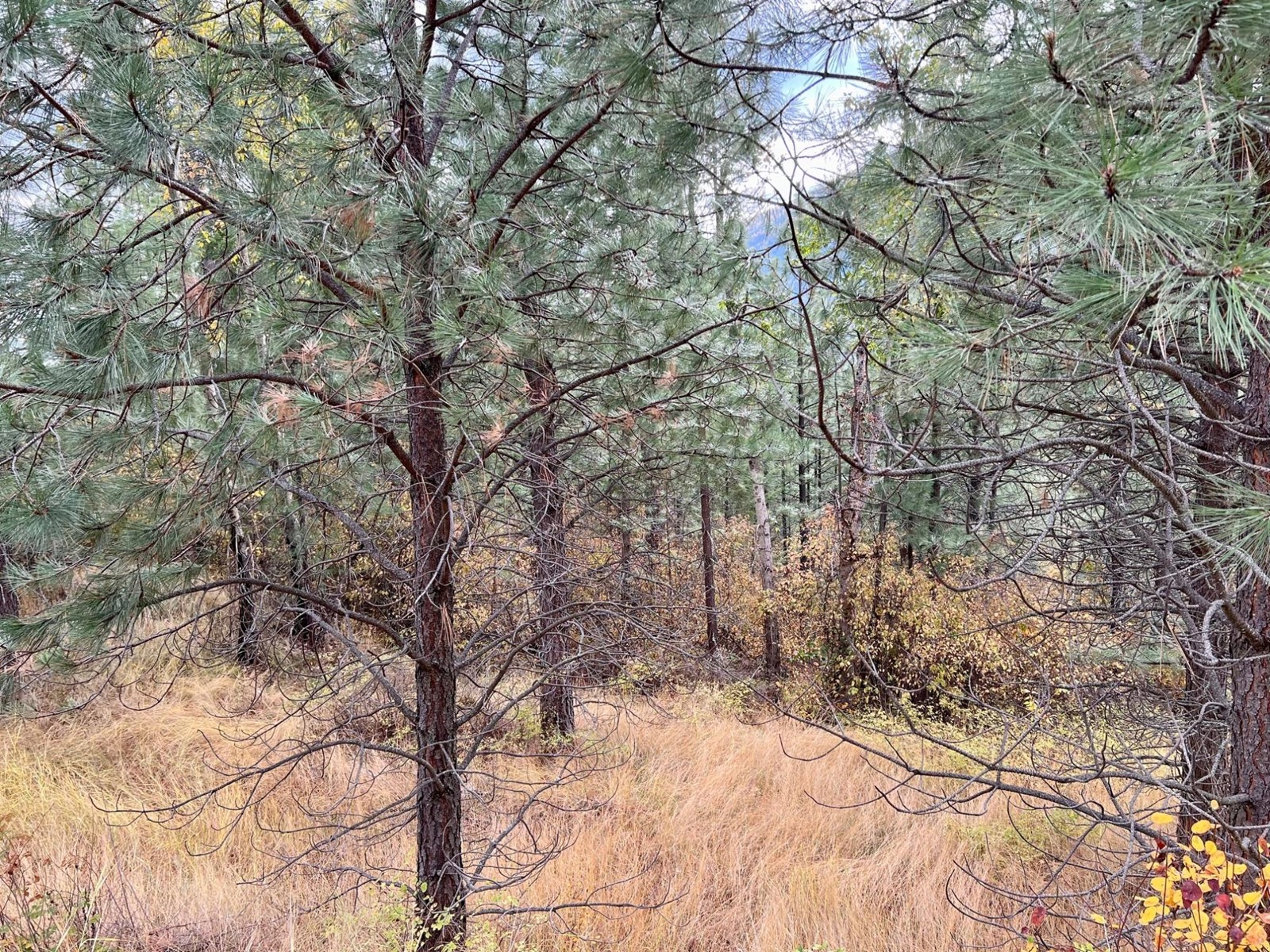 Lot 11 Evans Rd, Creston, British Columbia  V0B 1G7 - Photo 12 - 2480120