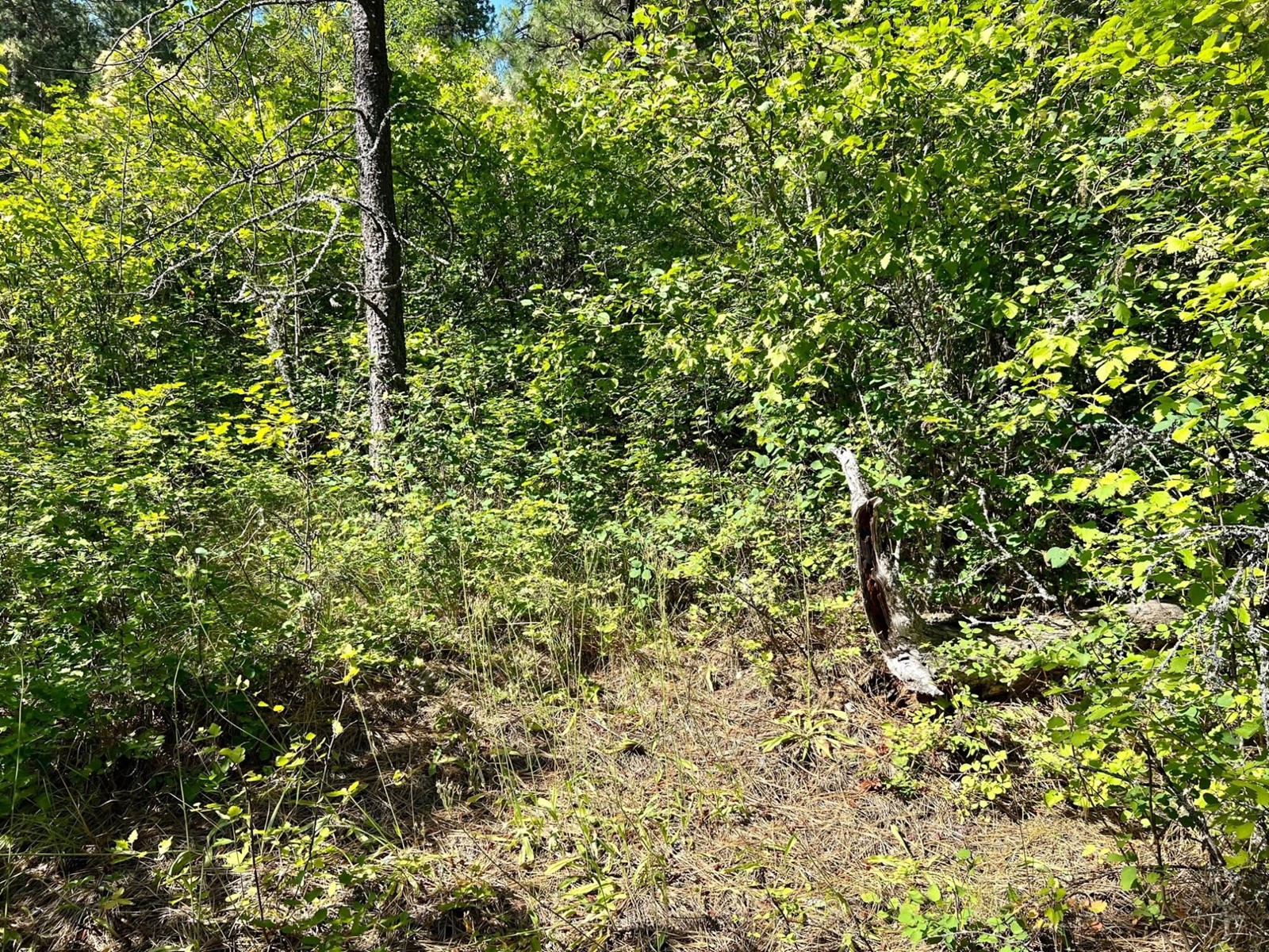 Lot 11 Evans Rd, Creston, British Columbia  V0B 1G7 - Photo 13 - 2480120