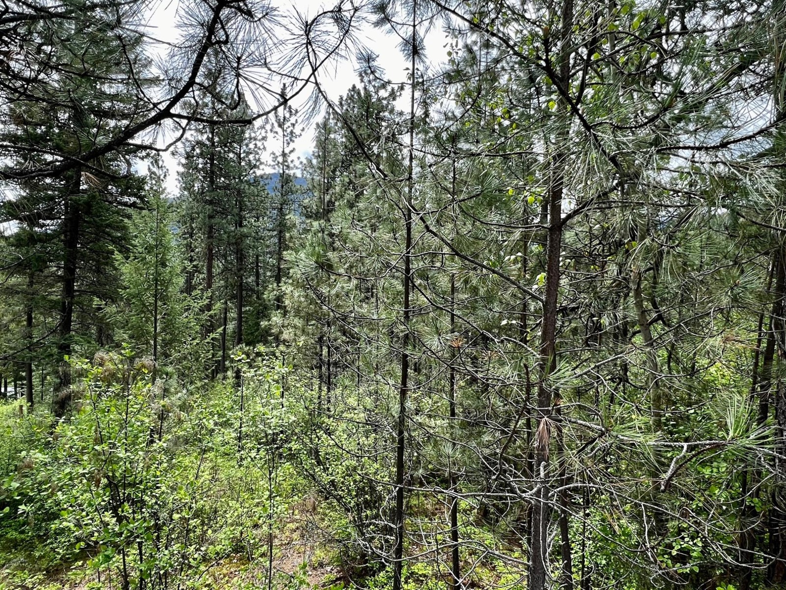 Lot 11 Evans Rd, Creston, British Columbia  V0B 1G7 - Photo 14 - 2480120