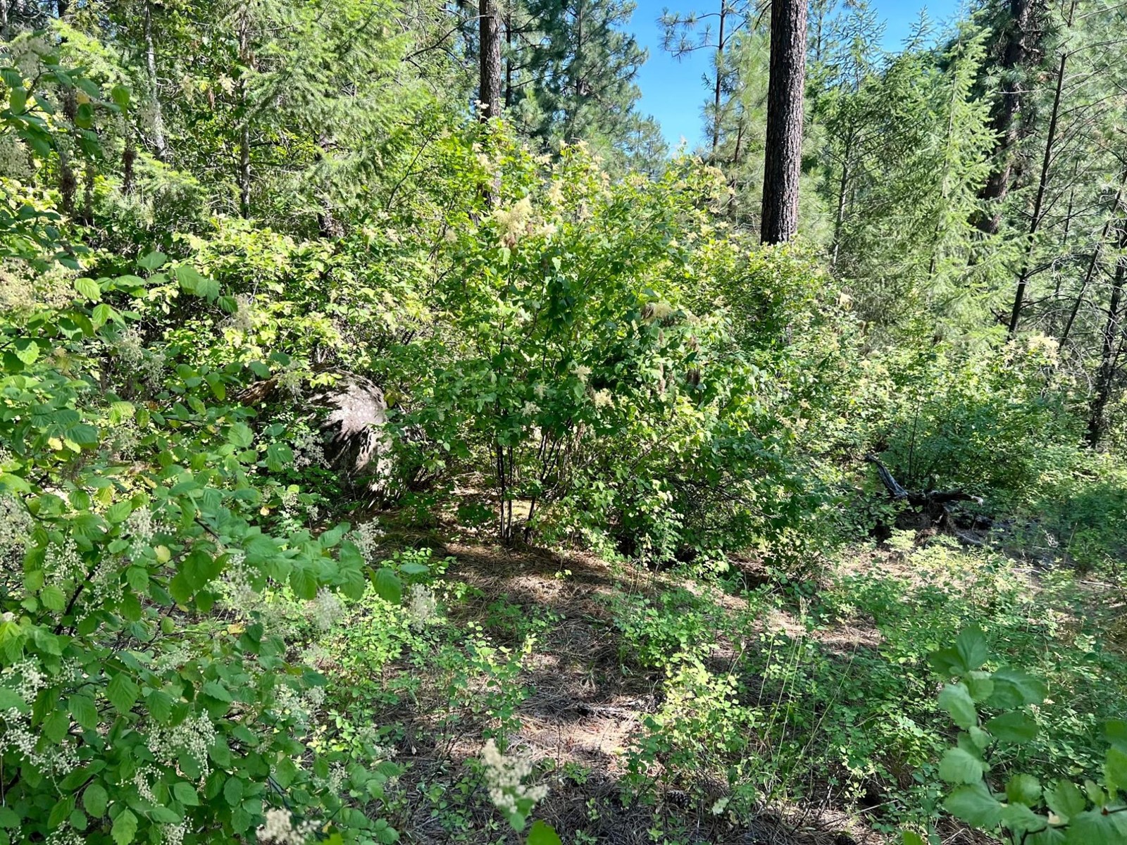 Lot 11 Evans Rd, Creston, British Columbia  V0B 1G7 - Photo 2 - 2480120