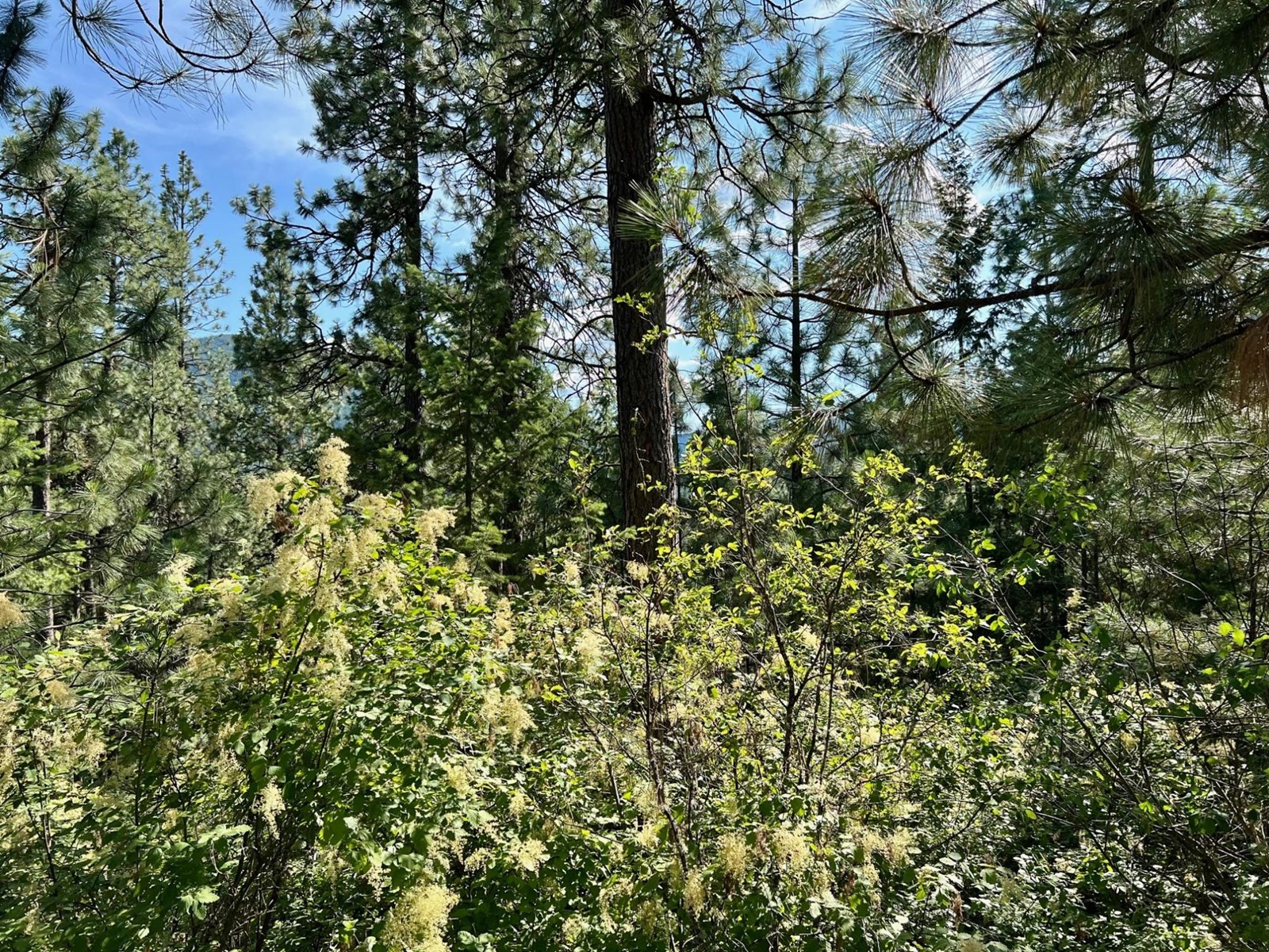 Lot 11 Evans Rd, Creston, British Columbia  V0B 1G7 - Photo 4 - 2480120