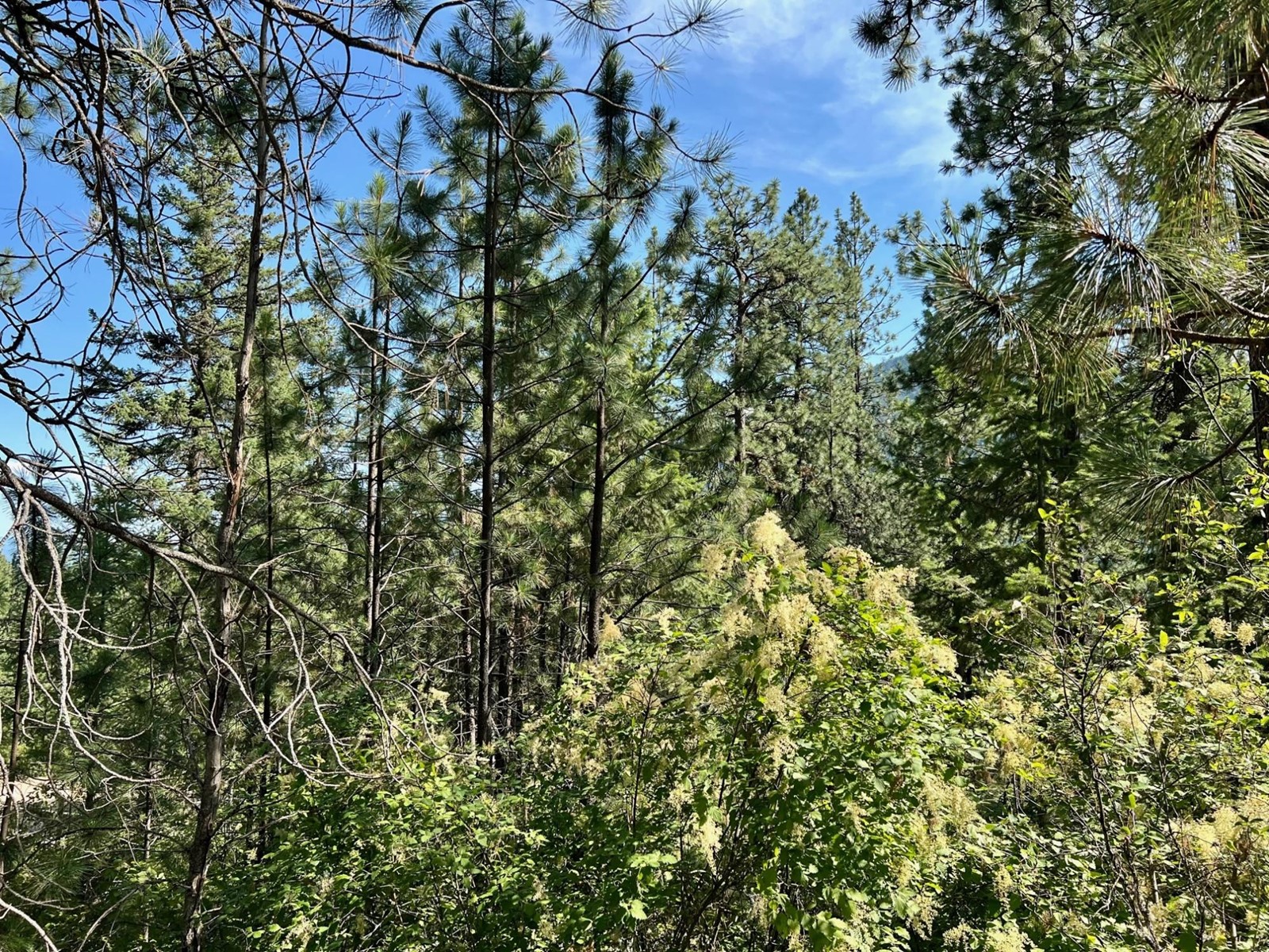 Lot 11 Evans Rd, Creston, British Columbia  V0B 1G7 - Photo 5 - 2480120
