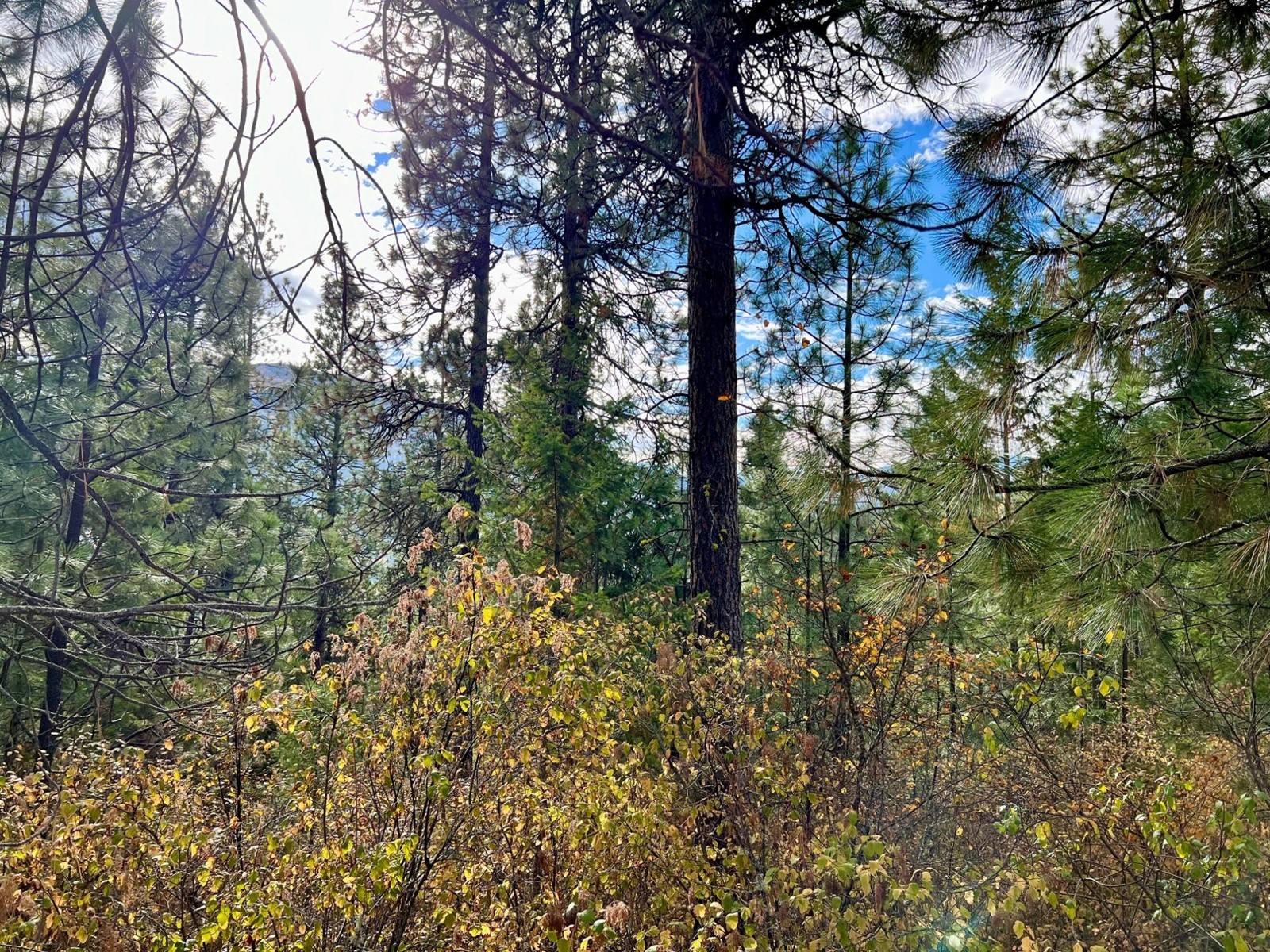Lot 11 Evans Rd, Creston, British Columbia  V0B 1G7 - Photo 6 - 2480120