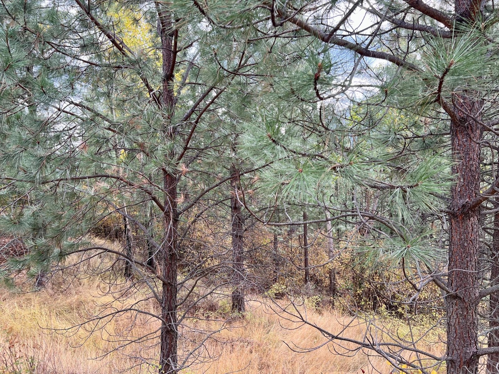 Lot 11 Evans Rd, Creston, British Columbia  V0B 1G7 - Photo 7 - 2480120