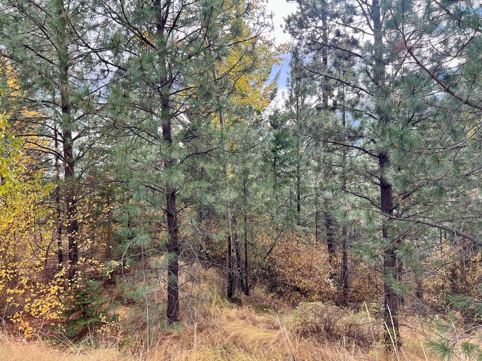 Lot 11 Evans Rd, Creston, British Columbia  V0B 1G7 - Photo 8 - 2480120