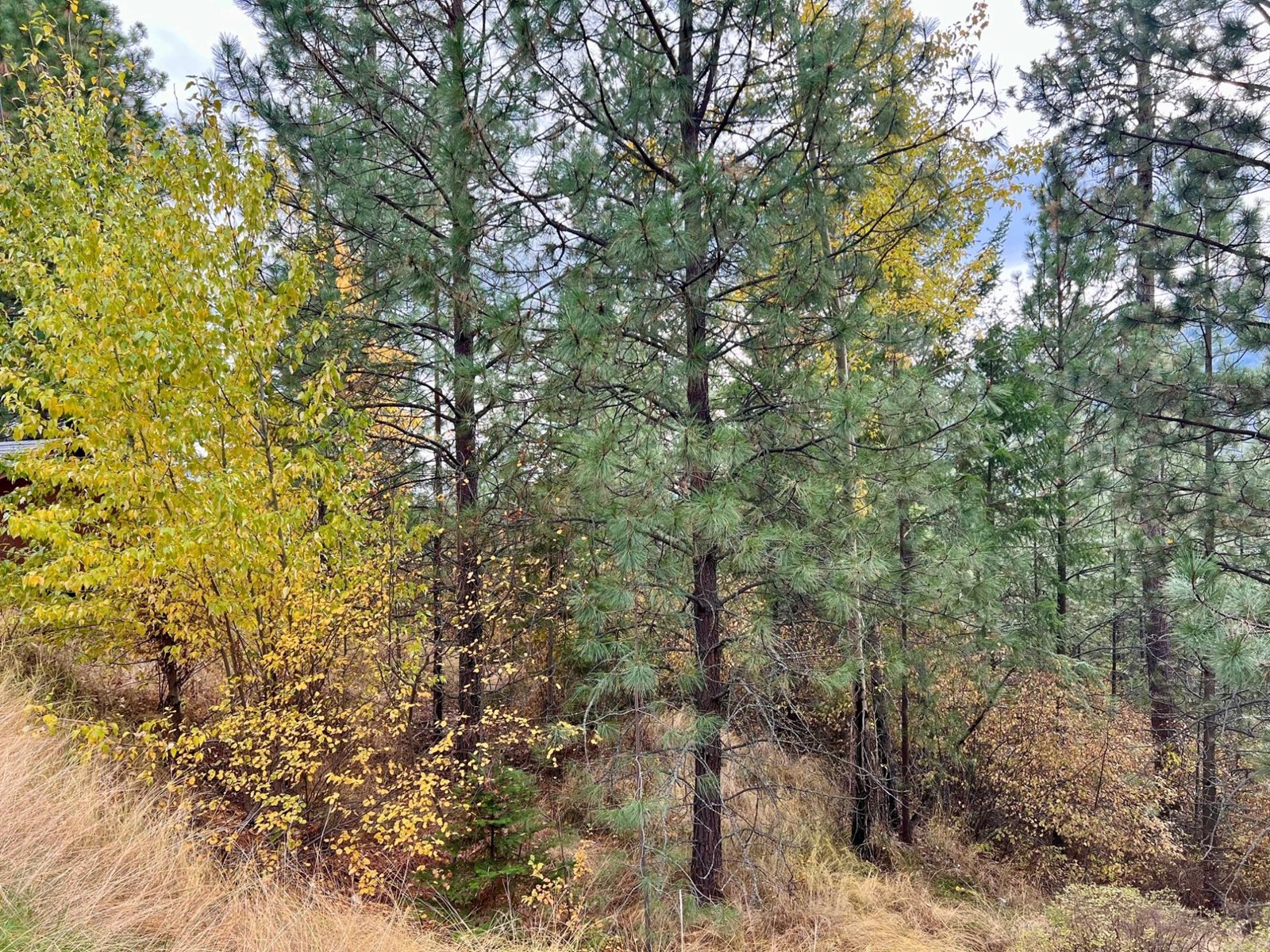 Lot 11 Evans Rd, Creston, British Columbia  V0B 1G7 - Photo 9 - 2480120