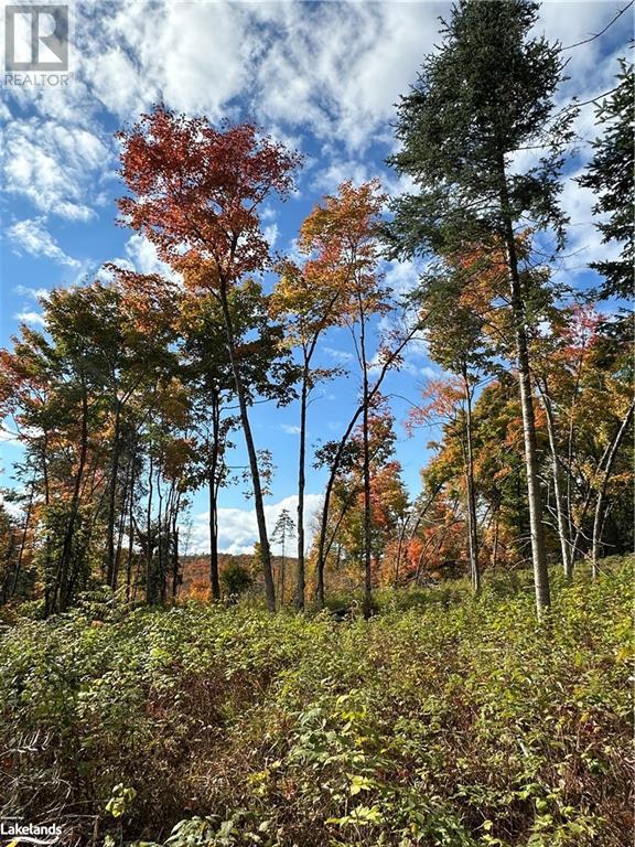 Lot 1 Dwight Beach Road, Dwight, Ontario  P0A 1H0 - Photo 13 - 40659280