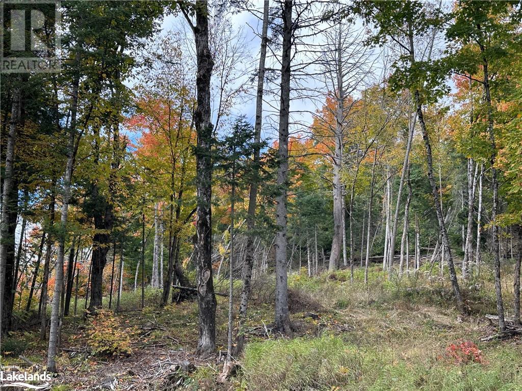 Lot 1 Dwight Beach Road, Dwight, Ontario  P0A 1H0 - Photo 14 - 40659280