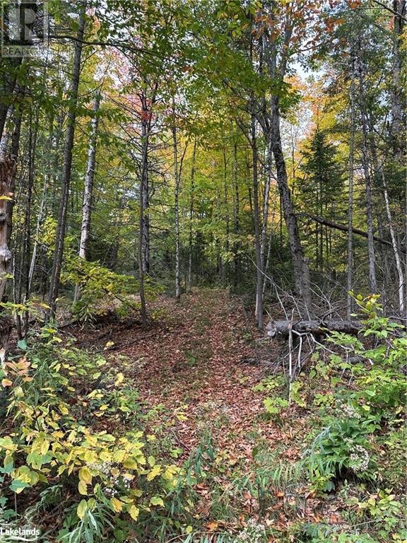 Lot 1 Dwight Beach Road, Dwight, Ontario  P0A 1H0 - Photo 24 - 40659280