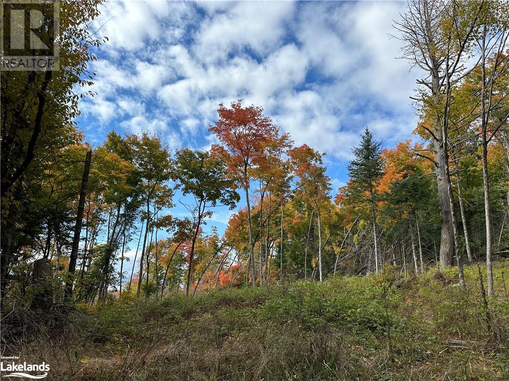 Lot 1 Dwight Beach Road, Dwight, Ontario  P0A 1H0 - Photo 40 - 40659280