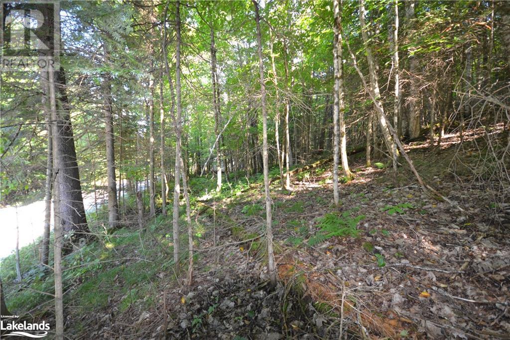 0 Fred Jones Road, Haliburton, Ontario  K0M 1S0 - Photo 11 - 40670972