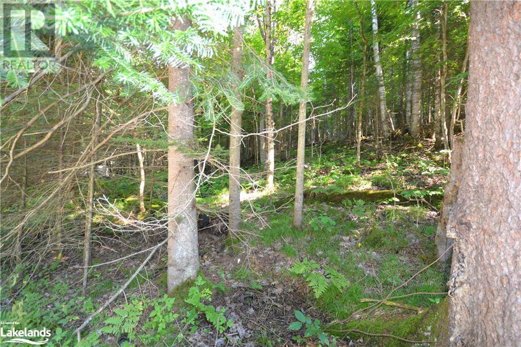 0 Fred Jones Road, Haliburton, Ontario  K0M 1S0 - Photo 13 - 40670972