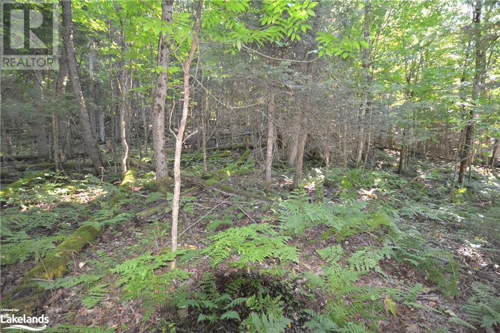 0 Fred Jones Road, Haliburton, Ontario  K0M 1S0 - Photo 5 - 40670972