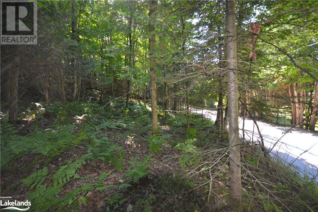 0 Fred Jones Road, Haliburton, Ontario  K0M 1S0 - Photo 6 - 40670972