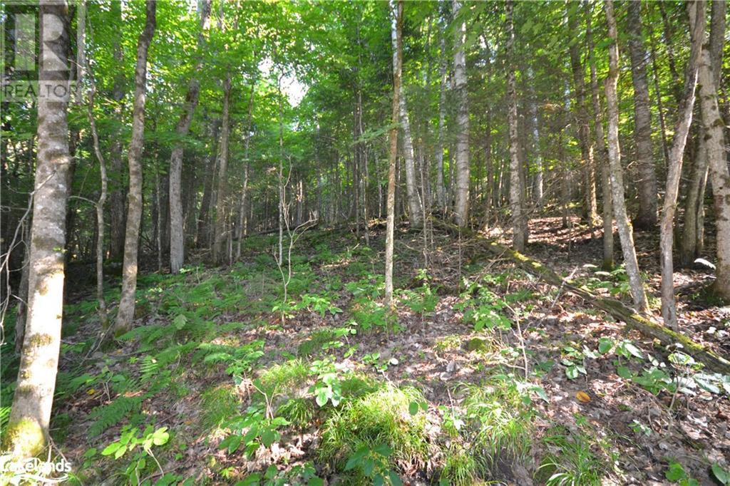 0 Fred Jones Road, Haliburton, Ontario  K0M 1S0 - Photo 9 - 40670972