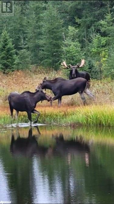 121 Proudfoot Road, Sundridge, Ontario  P0A 1Z0 - Photo 14 - 40670725