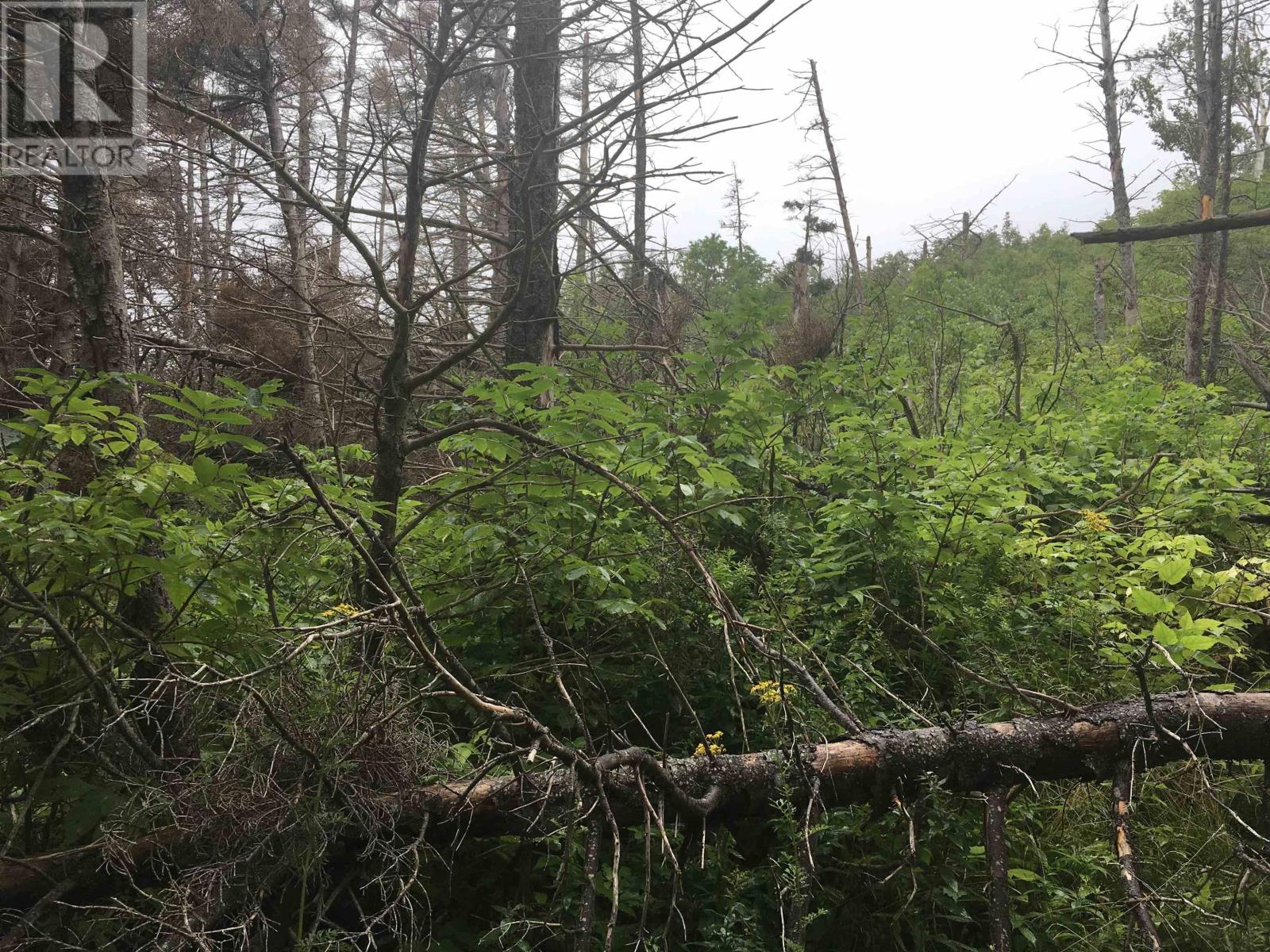 Lorem Ipsum Dolor, Pleasant Bay, Nova Scotia  B0E  - Photo 11 - DEMO26278218