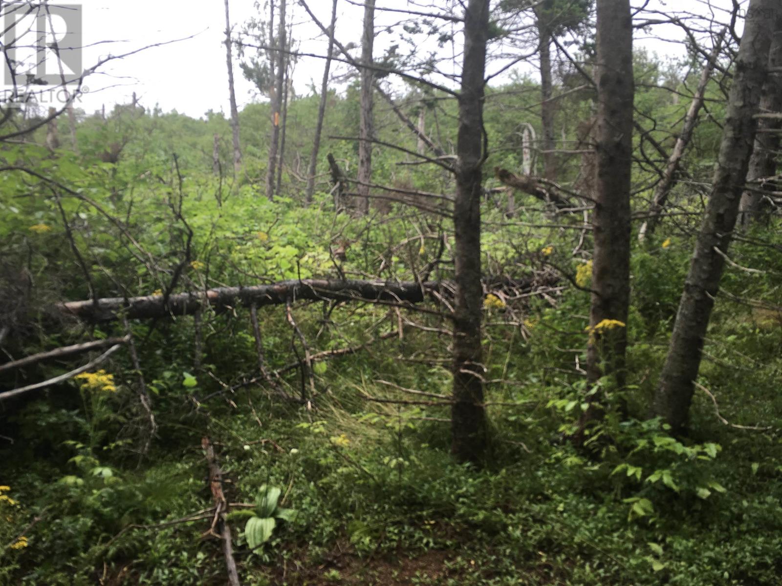 Lorem Ipsum Dolor, Pleasant Bay, Nova Scotia  B0E  - Photo 9 - DEMO26278218