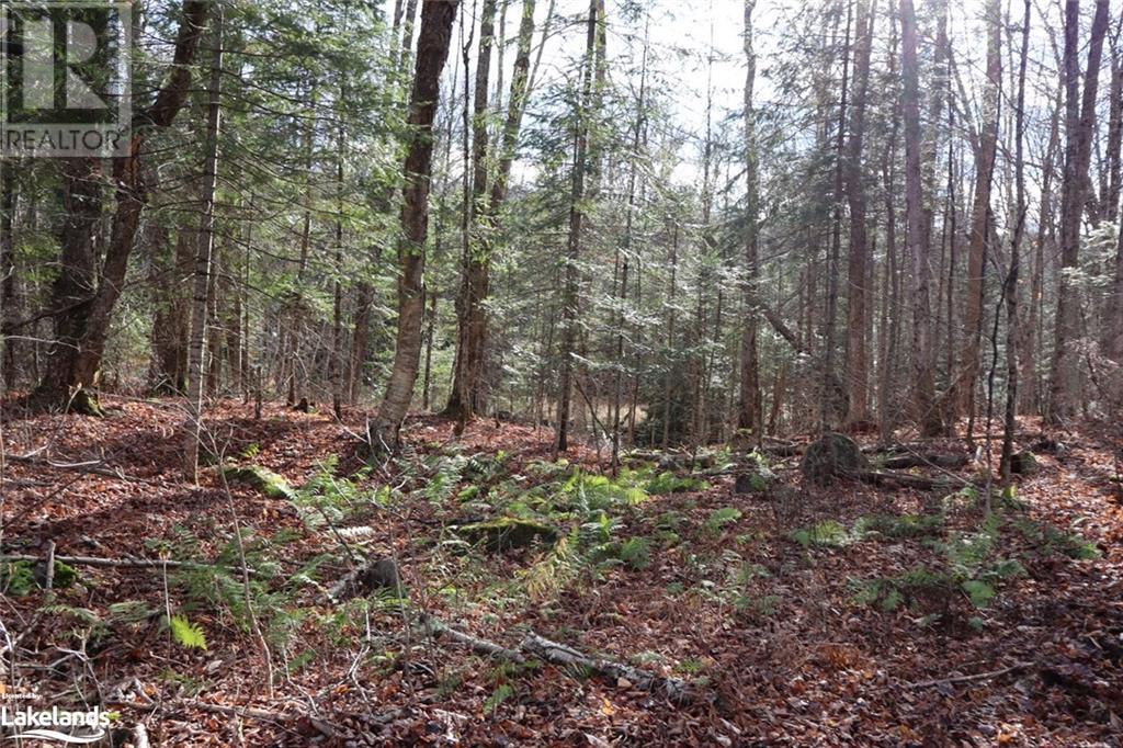 0 Clive Trail, Haliburton, Ontario K0M 1S0 - Photo 10 - 40679154