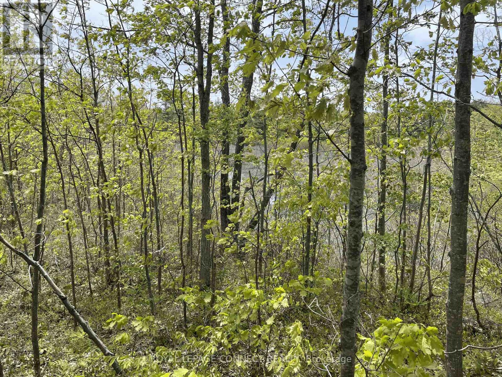 Pt Lt 12 Con 7 Kaladar, Addington Highlands, Ontario  K0K 1Z0 - Photo 12 - X10874884