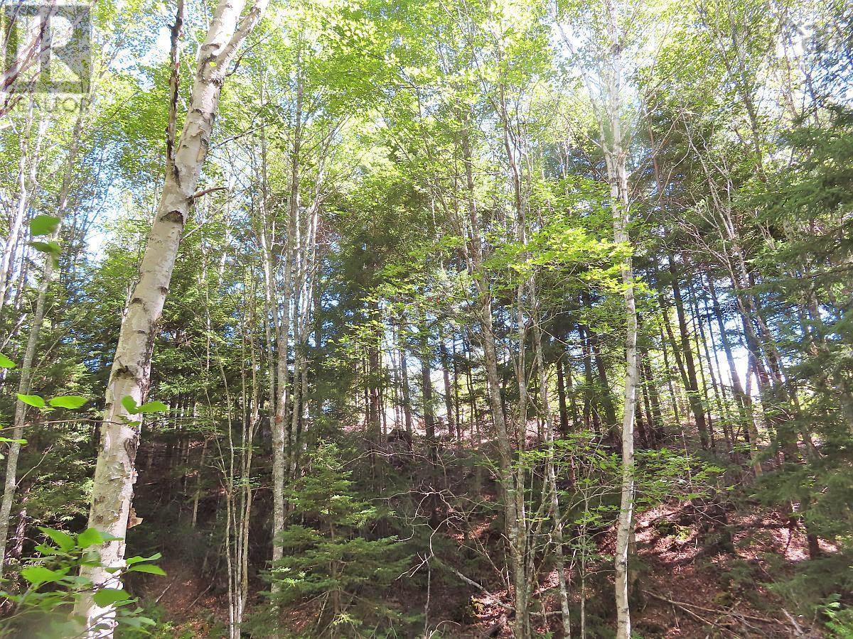 116.5 Acres 348 Highway, West River Road, Smithfield, Nova Scotia  B0H 1E0 - Photo 22 - 202403305