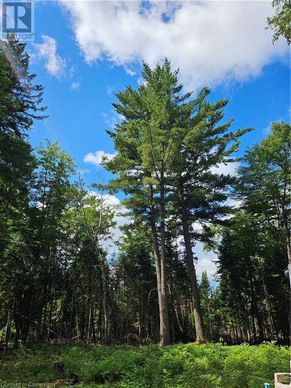 N/a Dwight Beach Road, Dwight, Ontario  P0A 1H0 - Photo 6 - 40681473