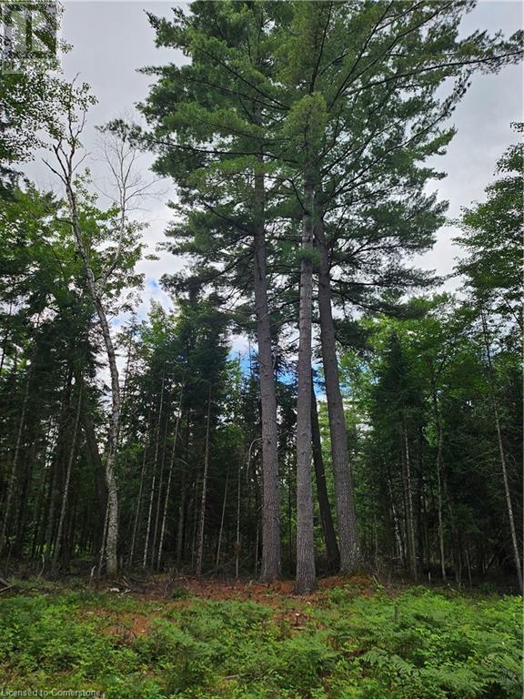 N/a Dwight Beach Road, Dwight, Ontario  P0A 1H0 - Photo 7 - 40681473