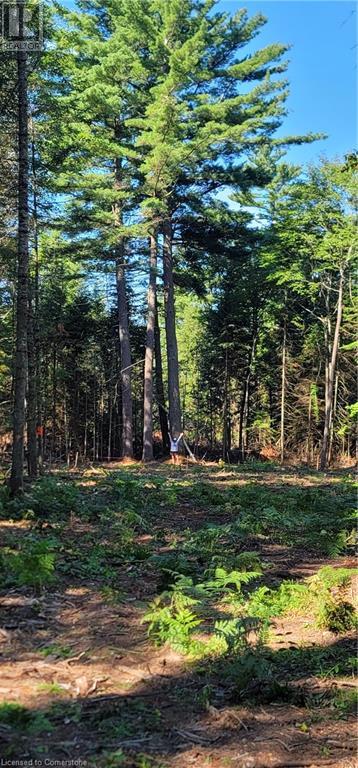 N/a Dwight Beach Road, Dwight, Ontario  P0A 1H0 - Photo 4 - 40681473