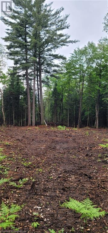 N/a Dwight Beach Road, Dwight, Ontario  P0A 1H0 - Photo 2 - 40681473