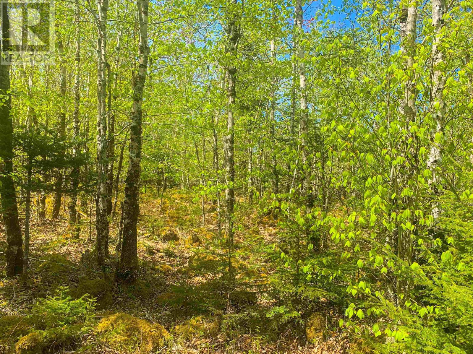 Lot 20 Highway 308, Morris Island, Nova Scotia  B0W 3M0 - Photo 6 - 202427450