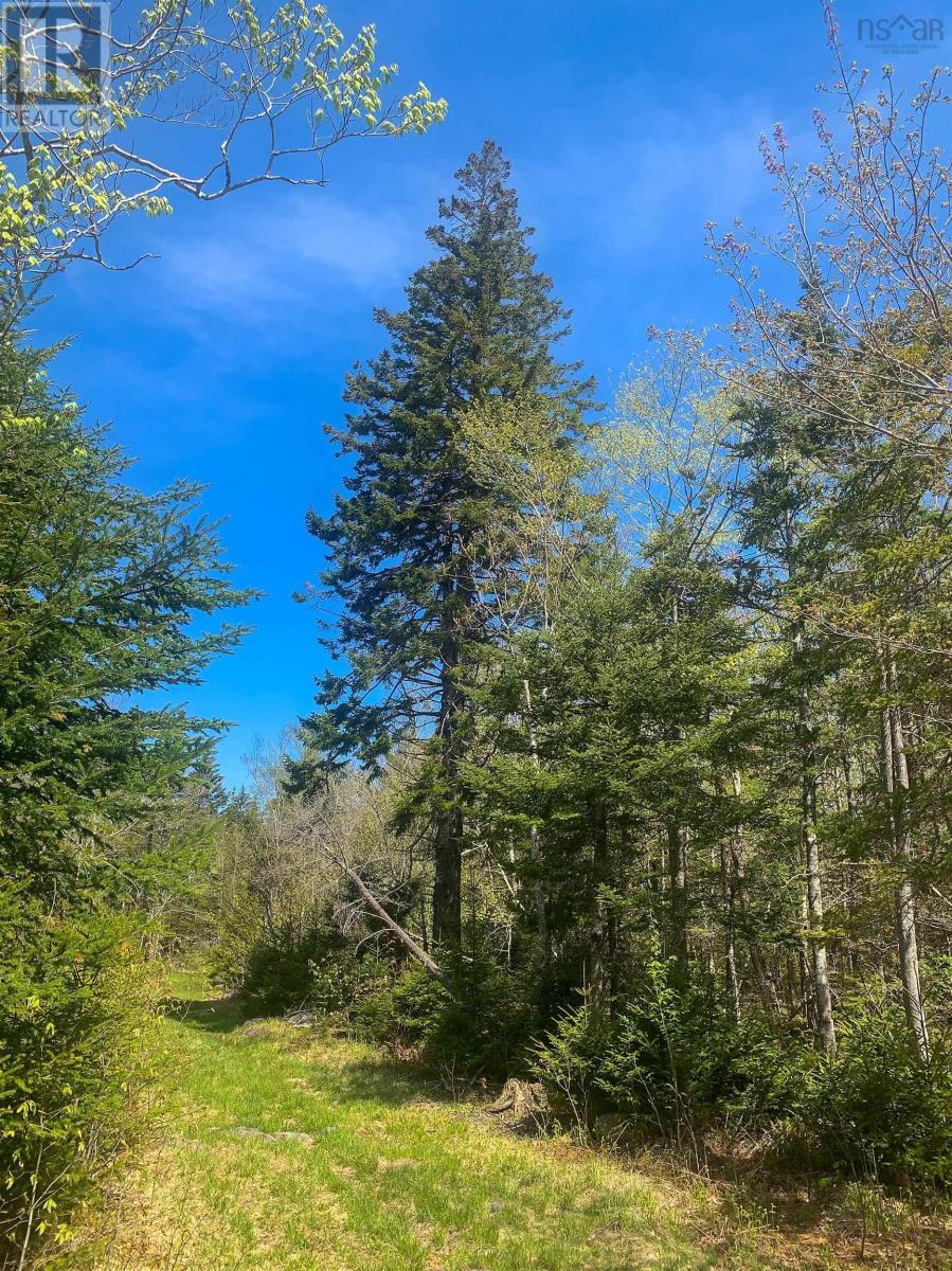 Lot 20 Highway 308, Morris Island, Nova Scotia  B0W 3M0 - Photo 8 - 202427450