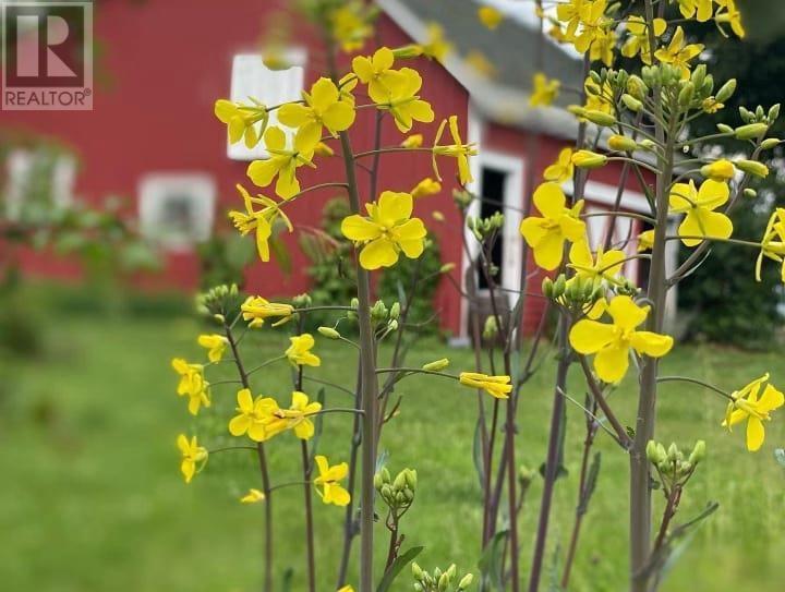 5211 Brooklyn Street, Grafton, Nova Scotia  B0P 1E0 - Photo 3 - 202427602