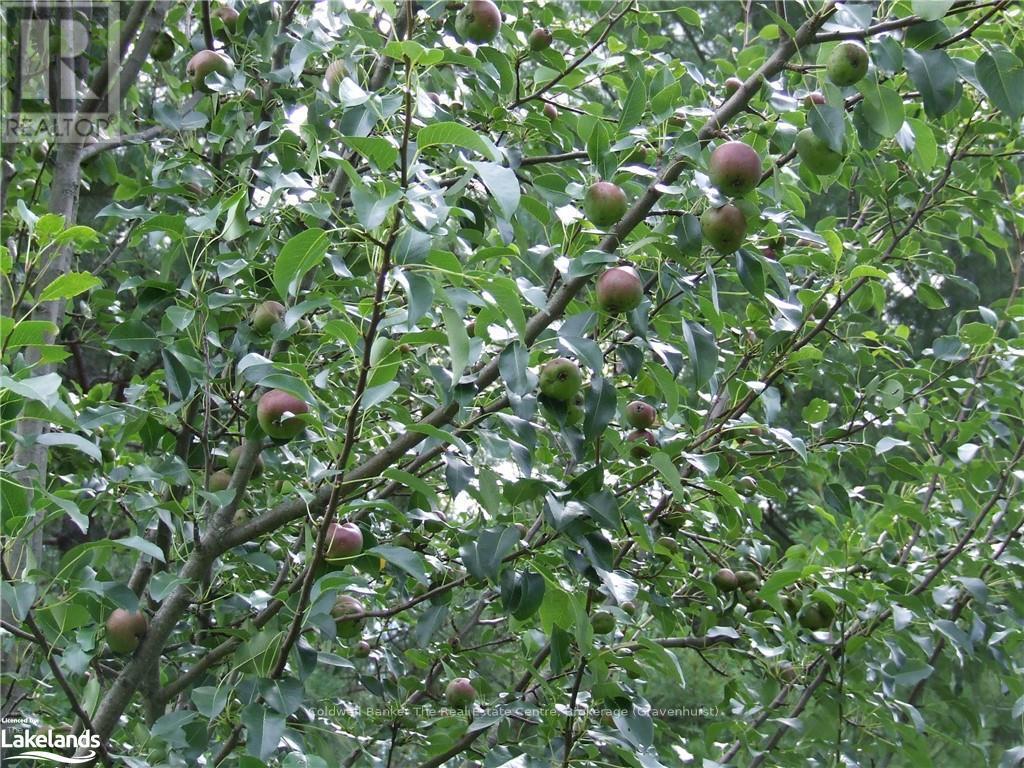 1670 Windermere Road, Muskoka Lakes, Ontario  P0B 1M0 - Photo 33 - X10436540