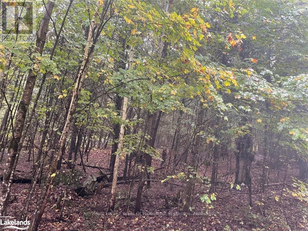 Lot 67 Chelsea Lane, Algonquin Highlands, Ontario  K0M 1S0 - Photo 9 - X10434730