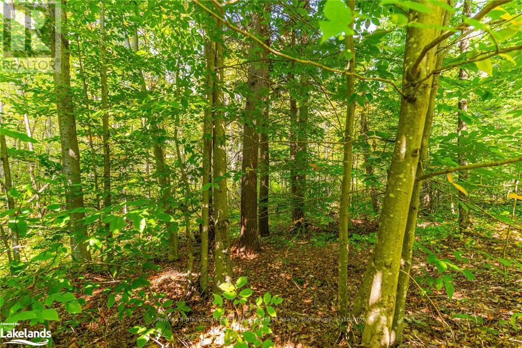 Lot 49 Basshaunt Lake Road, Dysart Et Al, Ontario  K0M 1M0 - Photo 10 - X10437016
