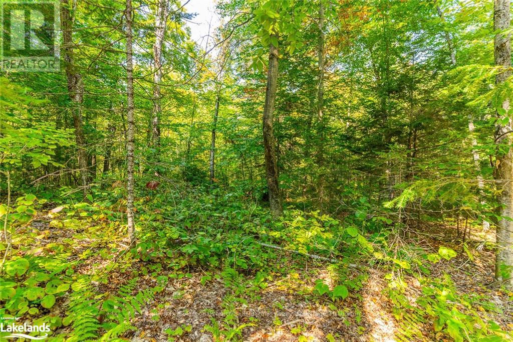 Lot 49 Basshaunt Lake Road, Dysart Et Al, Ontario  K0M 1M0 - Photo 7 - X10437016