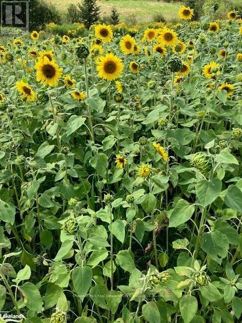 0 Pearceley Road, Magnetawan, Ontario  P0A 1Z0 - Photo 13 - X10434645