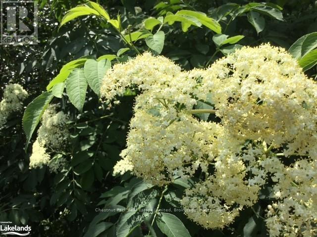 0 Pearceley Road, Magnetawan, Ontario  P0A 1Z0 - Photo 15 - X10434645