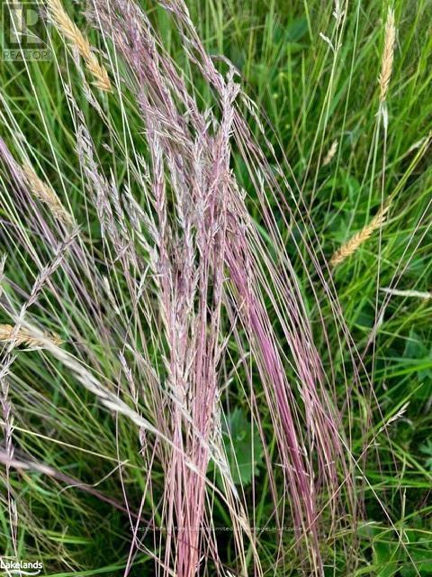 0 Pearceley Road, Magnetawan, Ontario  P0A 1Z0 - Photo 17 - X10434645