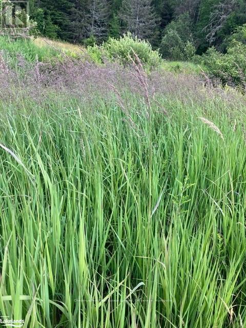 0 Pearceley Road, Magnetawan, Ontario  P0A 1Z0 - Photo 18 - X10434645