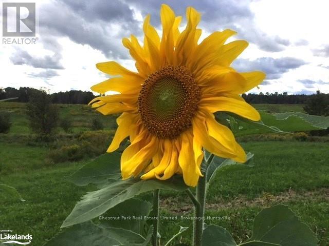 0 Pearceley Road, Magnetawan, Ontario  P0A 1Z0 - Photo 8 - X10434645